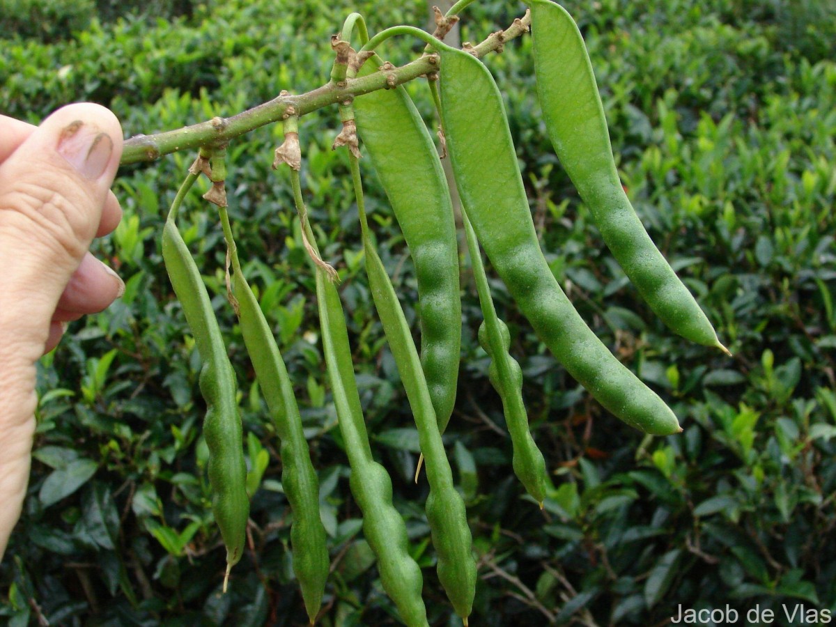 Erythrina subumbrans (Hassk.) Merr.